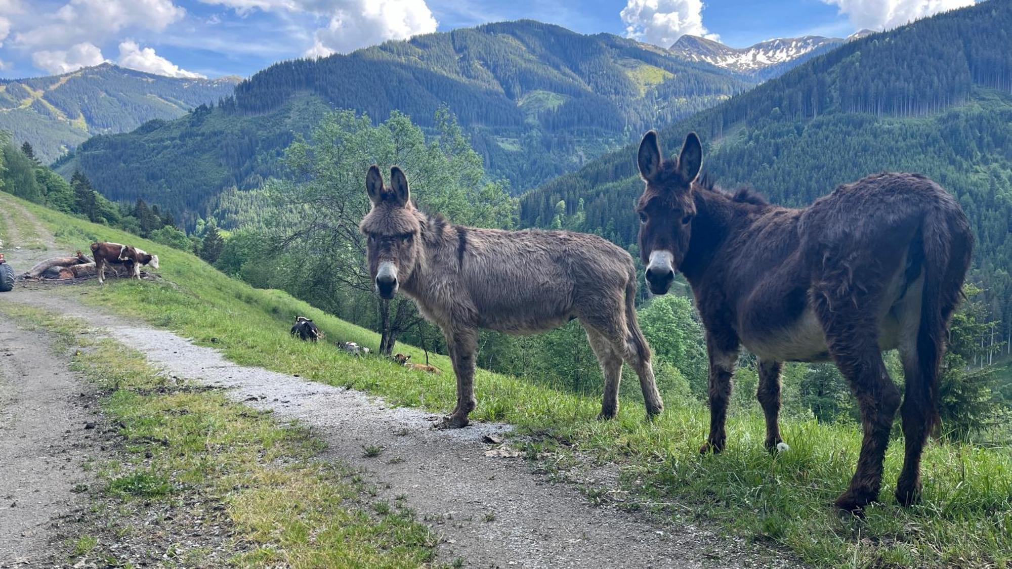 Landhaus Oberzinnegg Saalbach-Hinterglemm Ngoại thất bức ảnh